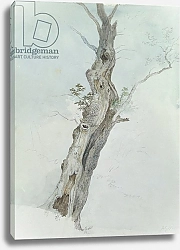 Постер Хиллс Роберт Tree Study, c.1800-05