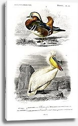 Постер Утка и пеликан