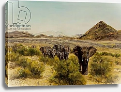 Постер Сандерс Франческа (совр) Elephant in Samburu, 2014