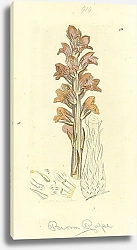 Постер Sowerby Ботаника №8 1