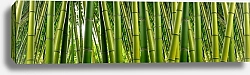 Постер Панорама с бамбуковыми джунглями