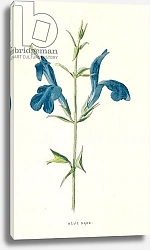 Постер Хулм Фредерик (бот) Blue Sage