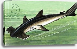 Постер Школа: Английская 20в. Hammerhead Shark