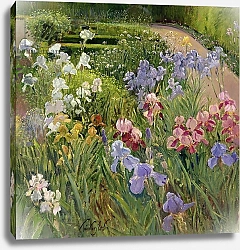 Постер Истон Тимоти (совр) Irises at Bedfield
