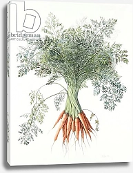 Постер Эден Маргарет (совр) Carrots, 1995