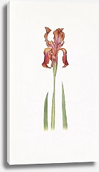 Постер Iris stolonifera