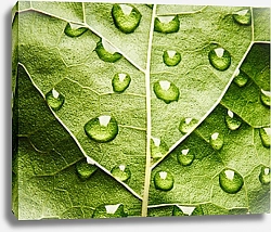 Постер Зеленый лист с каплями воды 7