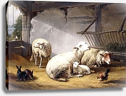 Постер Веррбекховен Евген Sheep, Rabbits and a Chicken in a Barn, 1859