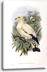 Постер Yellow-tinted White Fruit-Pigeon - Carpophaga subflavescens