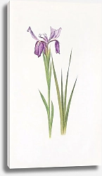 Постер Iris sikkimensis