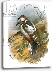 Постер Школа: Английская 20в. Great spotted woodpecker 1