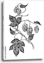 Постер Веточка хмеля с листьями и шишками