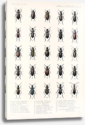 Постер Годман Фредерик Insecta Coleoptera Pl 028