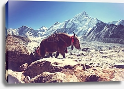Постер Як в горах Непала