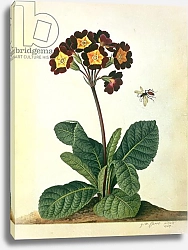 Постер Эгрет Джордж Primulaecae: a Flowering Polyanthus with a Flying Insect, 1764