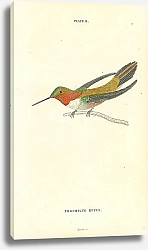 Постер Trochilus Rufus 1
