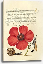 Постер Хофнагель Йорис Terrestrial Mollusk, Poppy Anemone, and Crane Fly