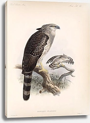 Постер Птицы J. G. Keulemans №69