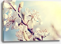 Постер Ветка цветущей вишни в солнечном свете