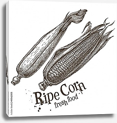 Постер Иллюстрация с початками кукурузы
