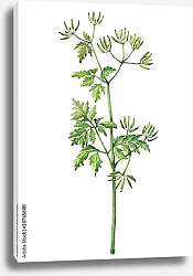 Постер Ветка с цветами дикого растения болиголова пятнистого 