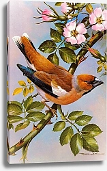 Постер British Birds - Hawfinch