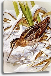 Постер British Birds - Snipe