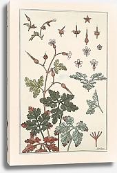 Постер Верней Морис Geranium sauvage