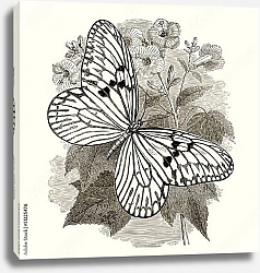 Постер Ретро иллюстрация белой бабочки