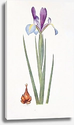 Постер Iris xiphium var. praecox