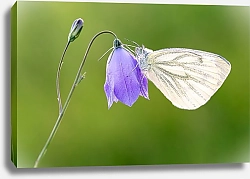 Постер Белая бабочка на колокольчике