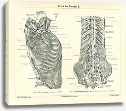 Постер Нервная система человека II