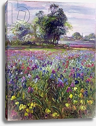 Постер Истон Тимоти (совр) Irises and Distant May Tree, 1993