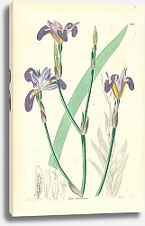 Постер Iris dichotoma