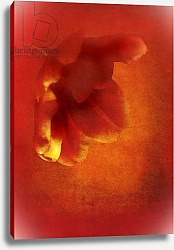 Постер Лильха Йохан Flower in red