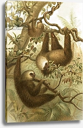 Постер Смит Джозеф (акв) The two toed sloth