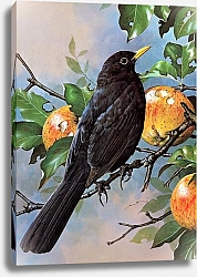Постер British Birds - Blackbird