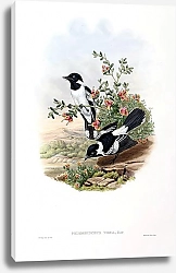 Постер White-backed Pied Flycatcher - Piezorhynchus vidua