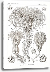 Постер Crinoidea–Palmensterne