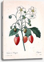 Постер Ветка клубники с ягодами