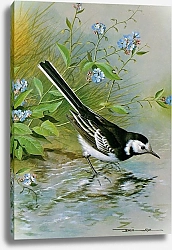 Постер British Birds - Pied Wagtail