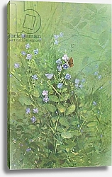 Постер Бенингфилд Гордон (1936-98) Brown Argus and Small Blue Butterflies on Blue Speedwell, from Beningfield's Butterflies pub.by Chatto & Windus, 1978