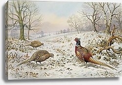 Постер Даннер Карл (совр) Pheasant and Partridges in a Snowy Landscape