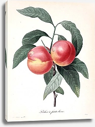 Постер Персик с гладкими фруктами
