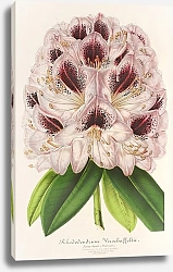 Постер Лемер Шарль Rhododendrum Verschaffeltii