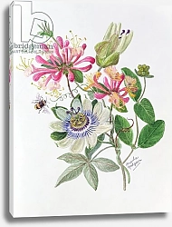 Постер Ходжсон Урсула (совр) Honeysuckle and Passion flower
