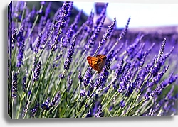 Постер Франция, Прованс. Бабочка на лавандовом поле