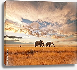 Постер Два слона на закате идут по полю