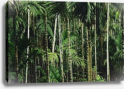 Постер Тропический бамбуковый лес