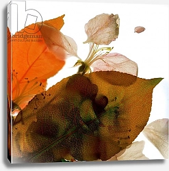 Постер МакЛемор Юлия (совр) Crabapple Rose I, 2014,